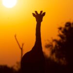 silhouette of person raising right hand during sunset